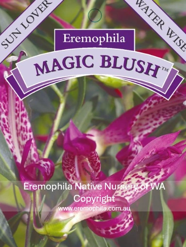 E maculata - Magic Blush.png
