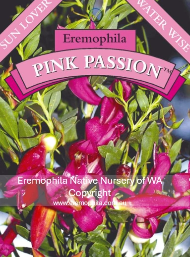 E maculata - Pink Passion.png