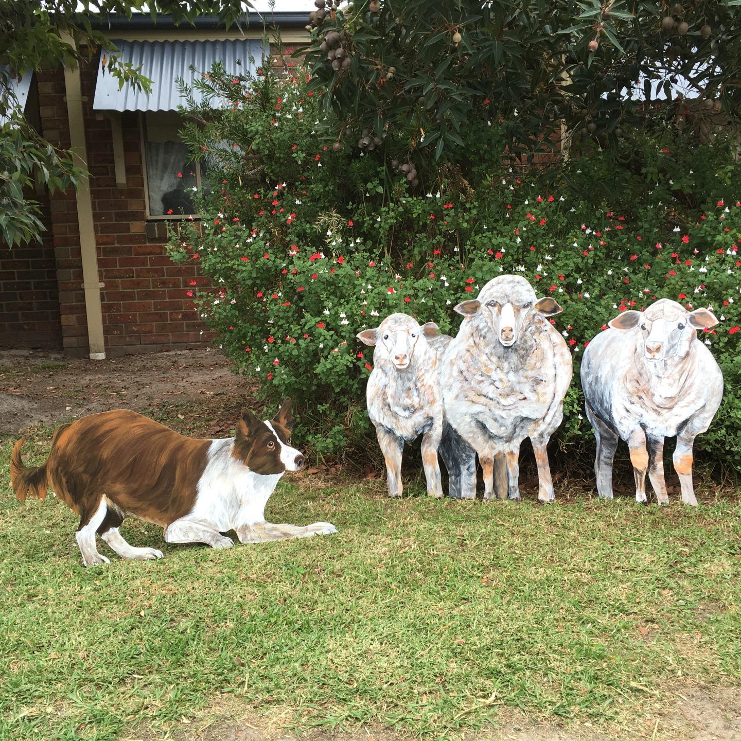 Sheep and cattle dog.JPG