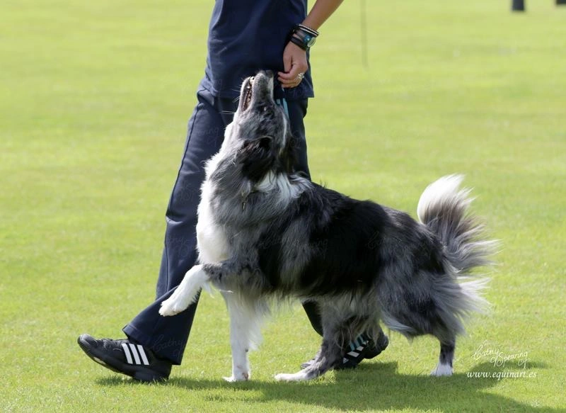 obedience_dogs.jpg