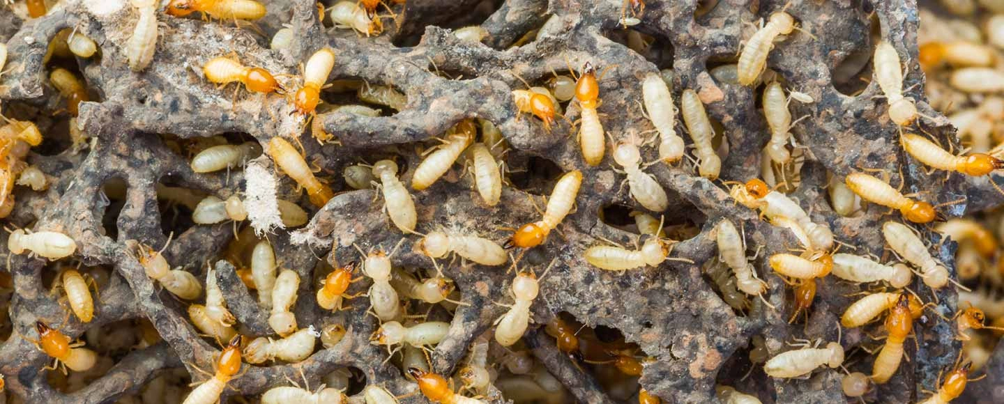 termites.jpg