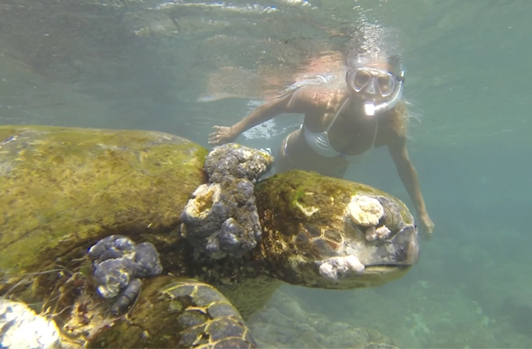 Lin swims with turtle effected by pesticdes in Hawaii.png