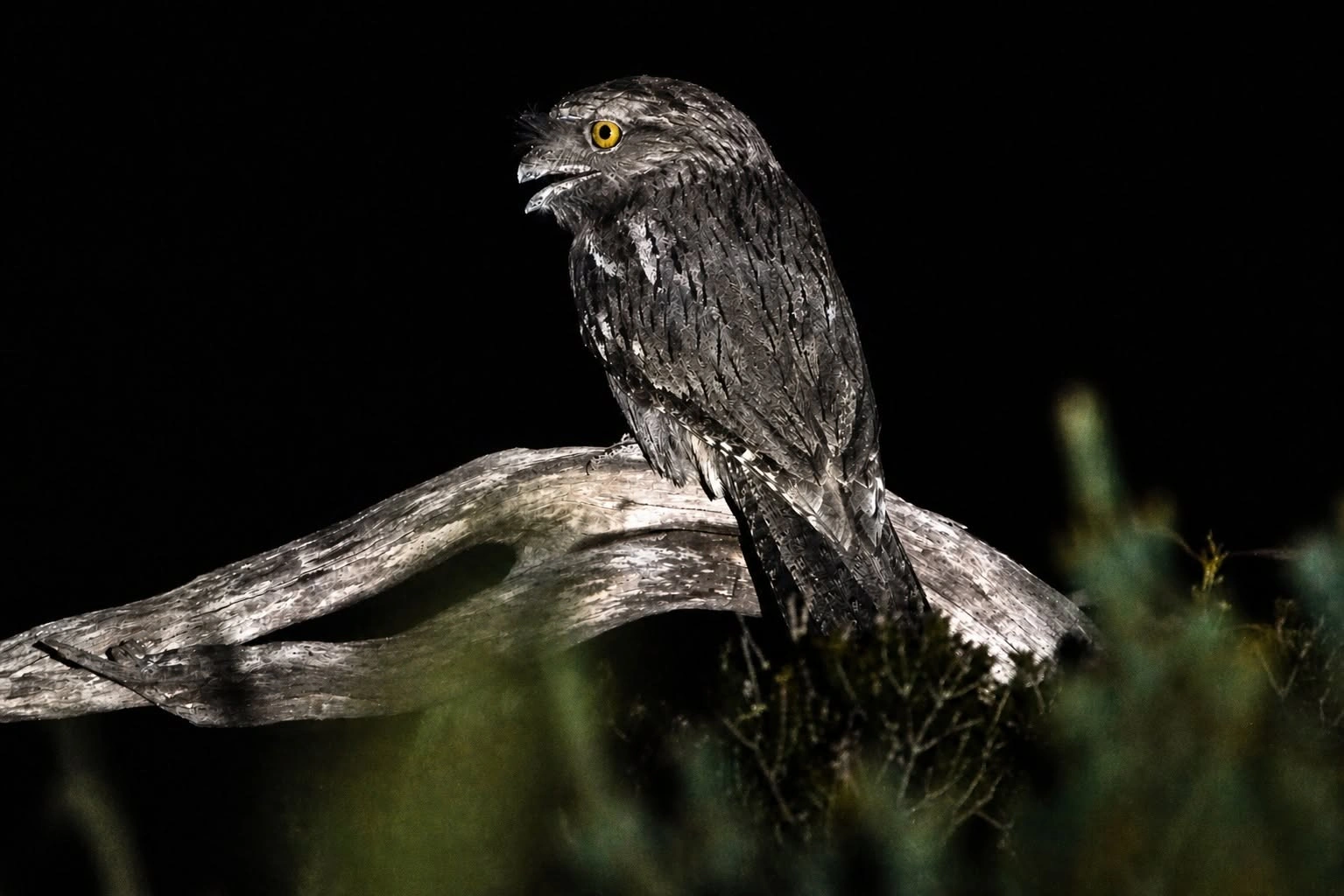 Tawny Frogmouth.jpg