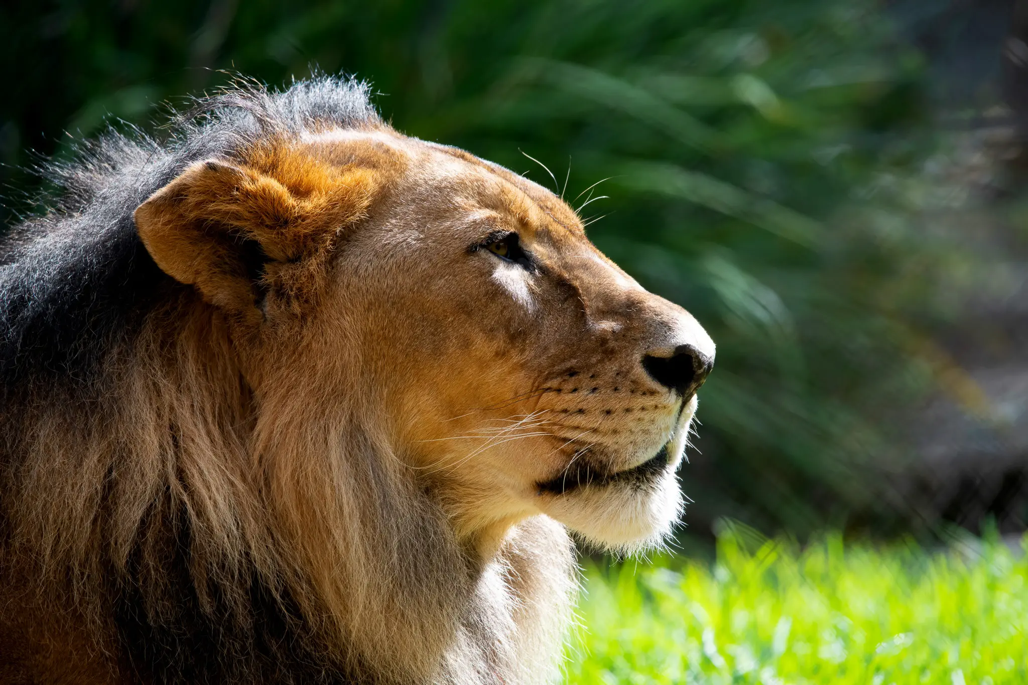 lion2small.jpg