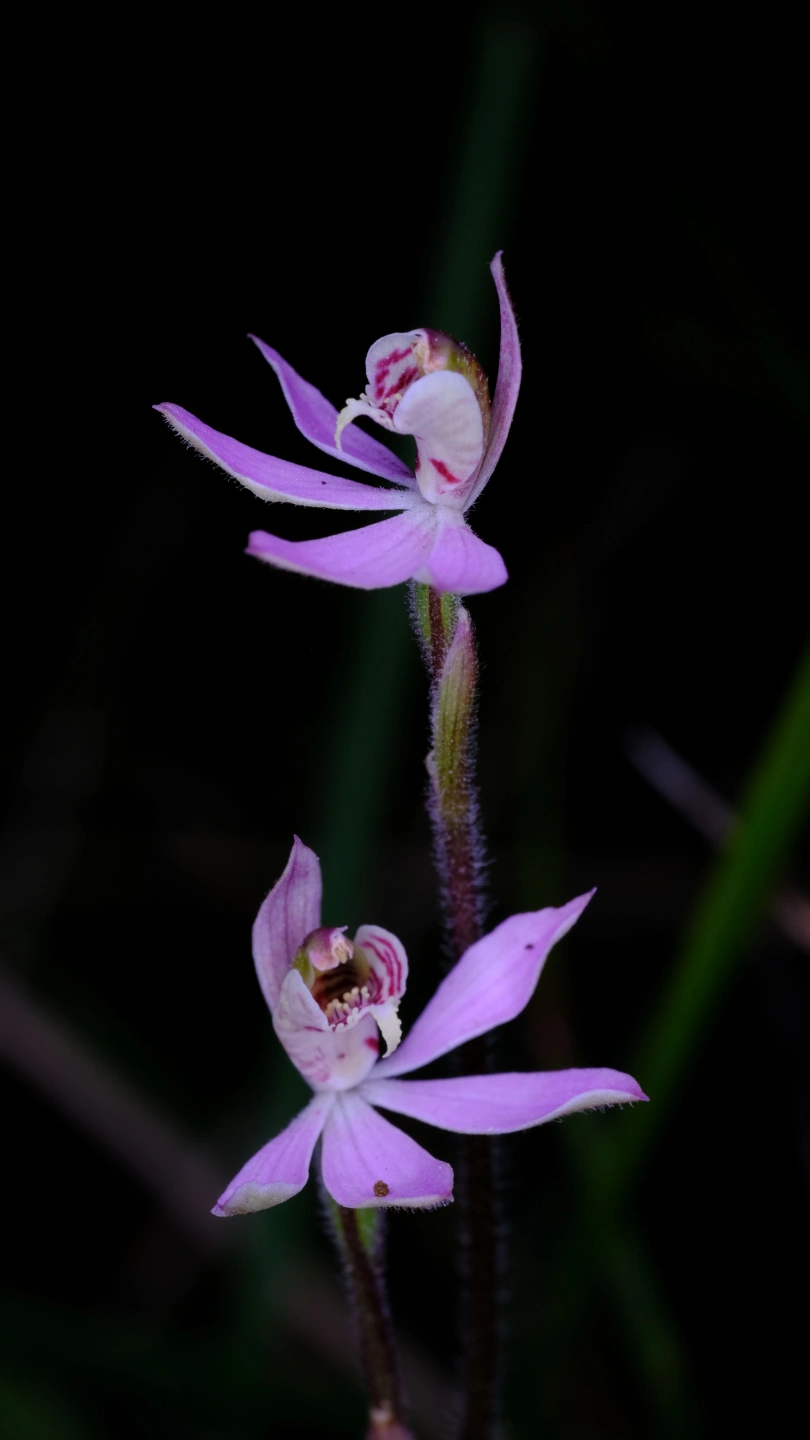 DSCF1227a.JPG