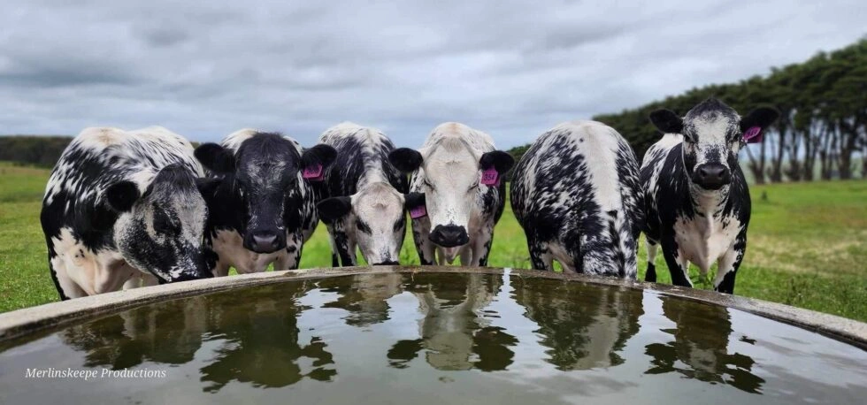 Speckled park boys.jpeg