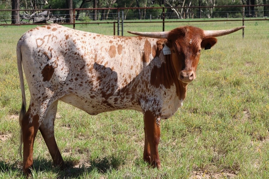 D 7 SPUR DICE V53.jpg