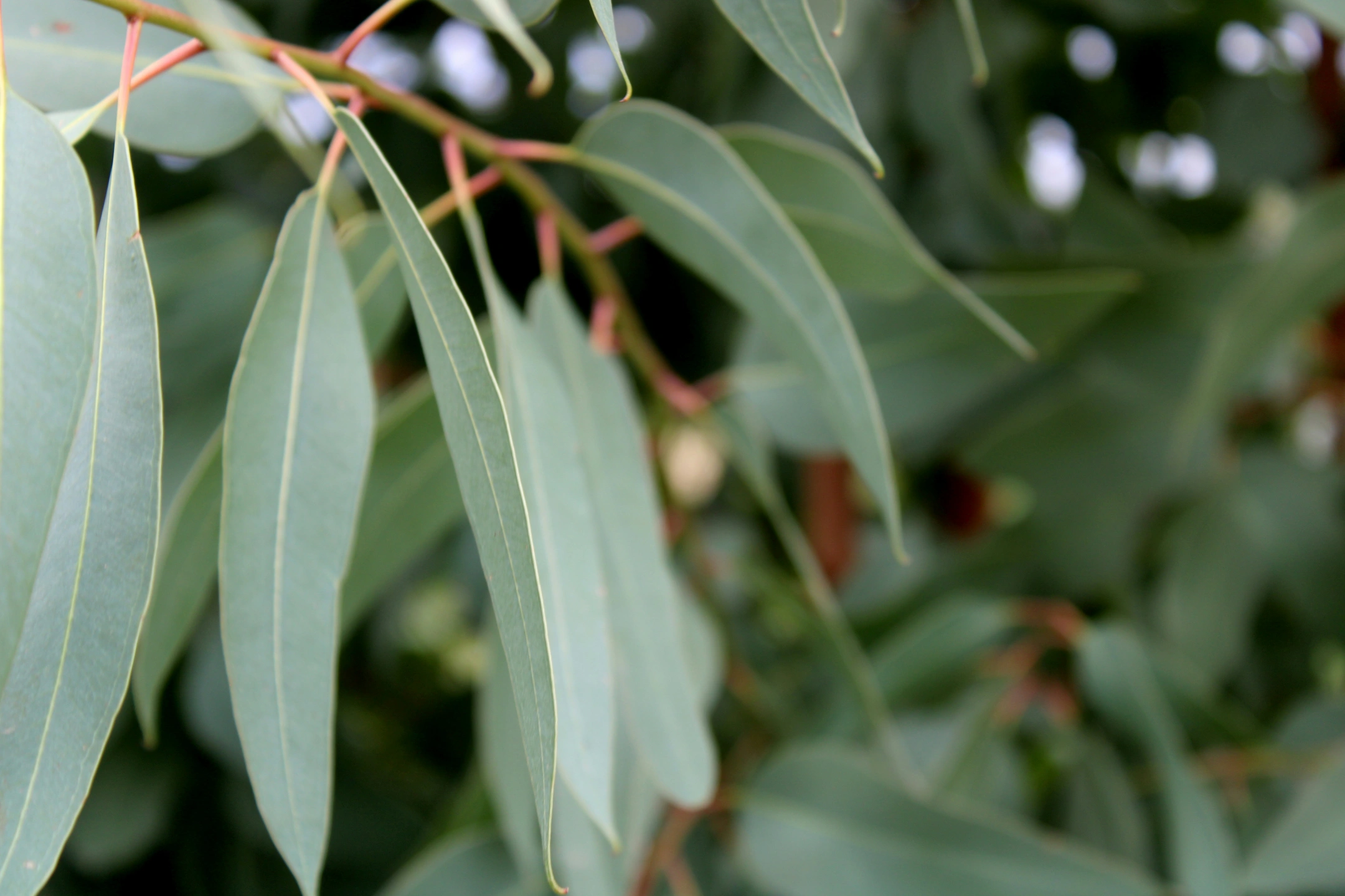 Red Gum Leaves Banner.jpeg