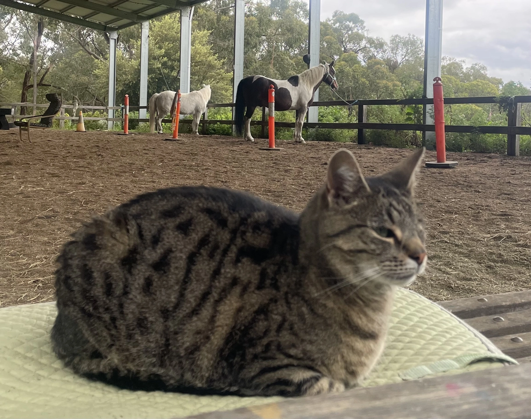 IMG_9201.jpeg