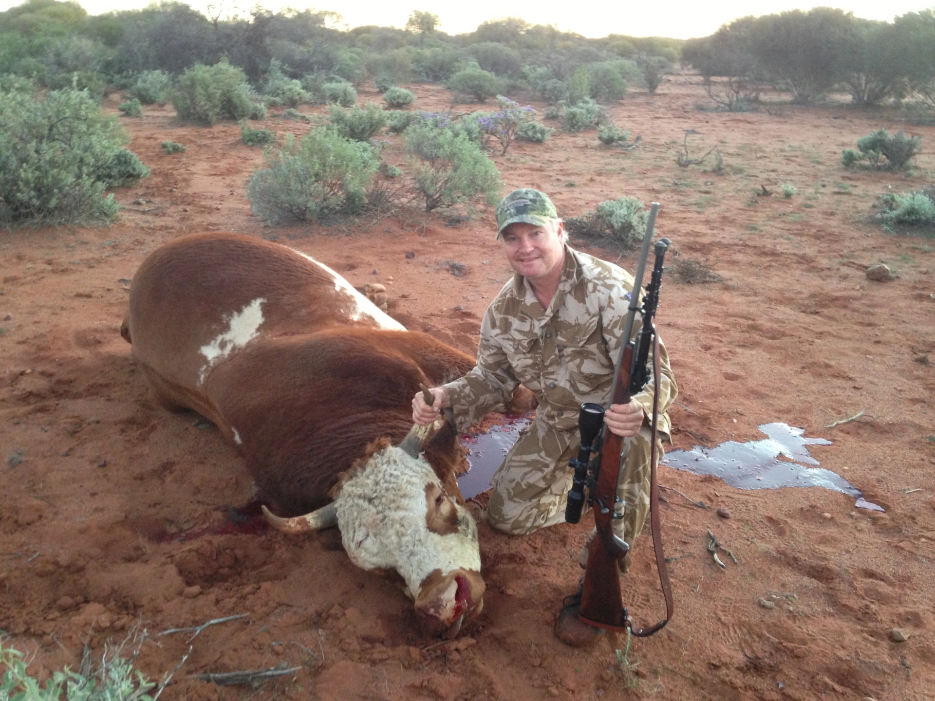 Scrub Bull NW WA.JPG