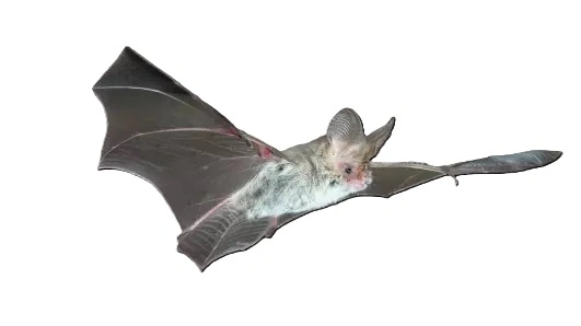 Lesser Long-eared bat.jpg