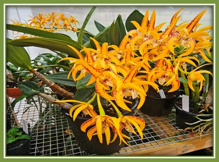 Dendrobium Avril's Gold 'Copperpot'.jpg