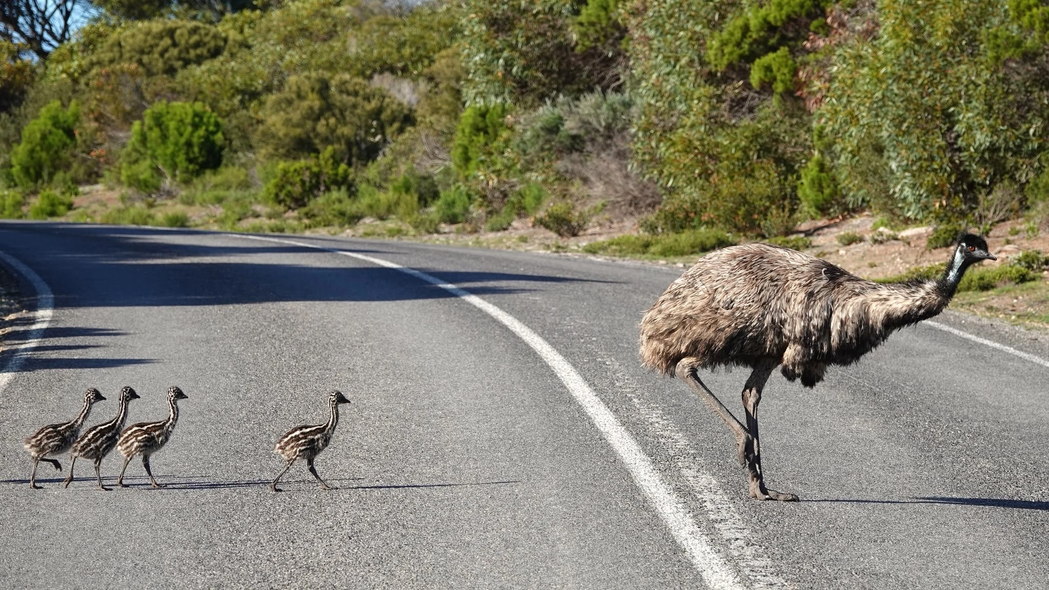 Emu family.jpg