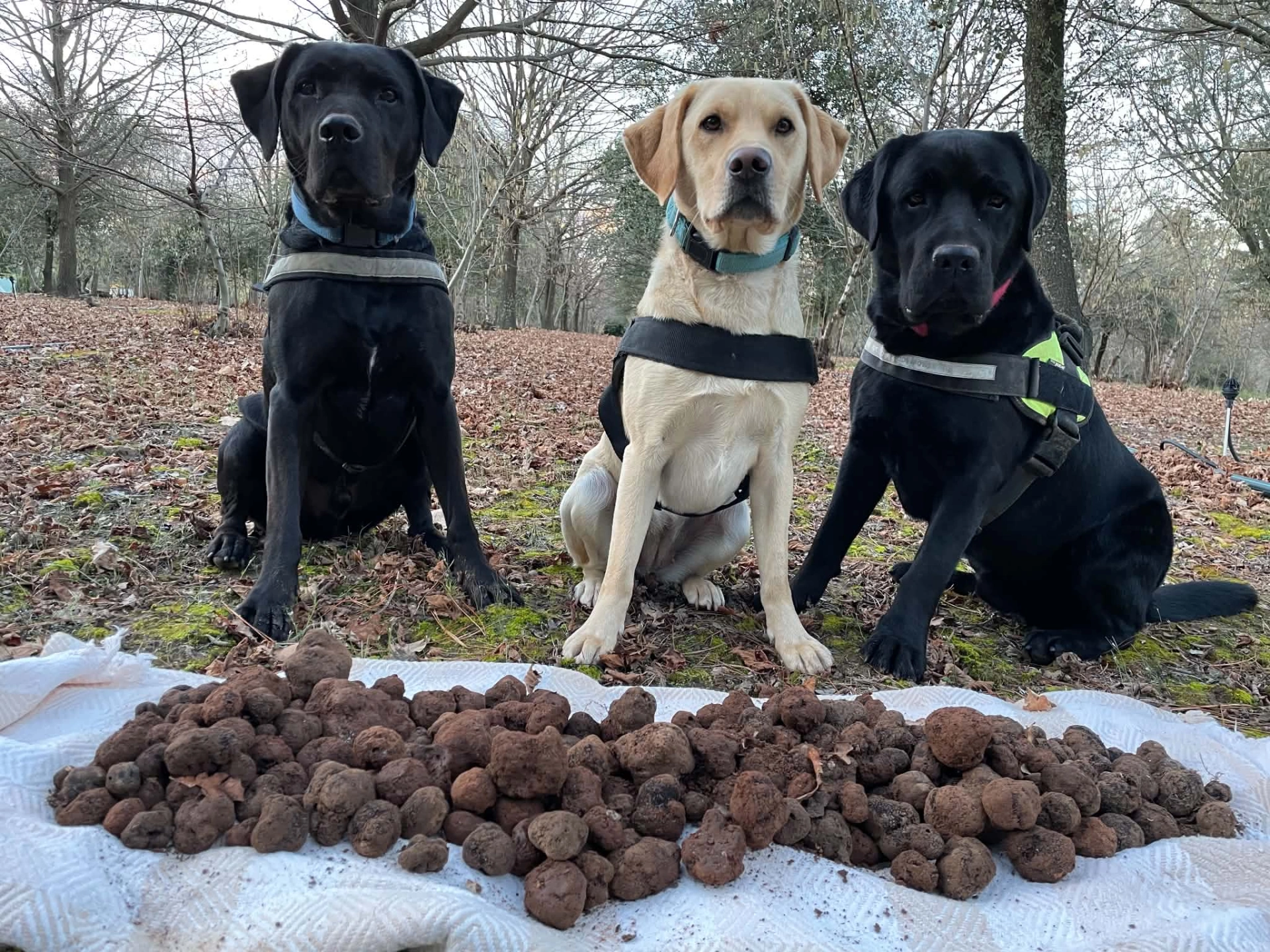 truffle dogs with truffles.jpg